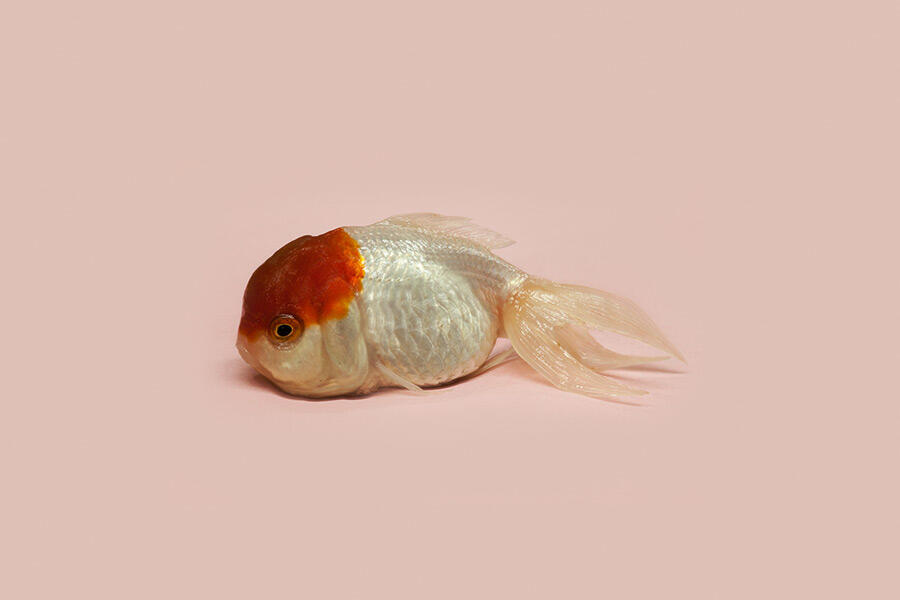 goldfish-against-pink-background