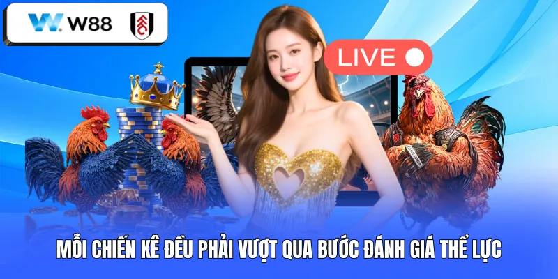Mỗi chiến kê đều phải vượt qua bước đánh giá thể lực